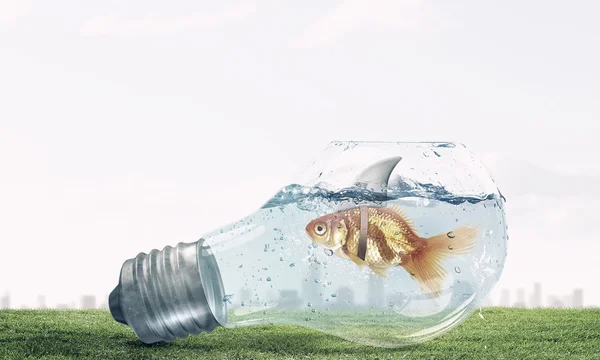 Ikan emas dengan flip hiu. Campuran media — Stok Foto