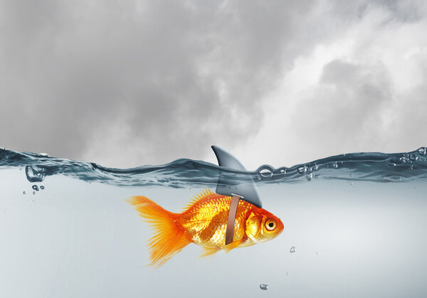 Золотая рыбка с сальто акулы. Смешанные медиа
