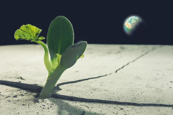 ¿Hay vida en la luna? —  Fotos de Stock