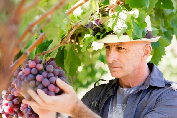 Muž, který stojí v vinice — Stock fotografie