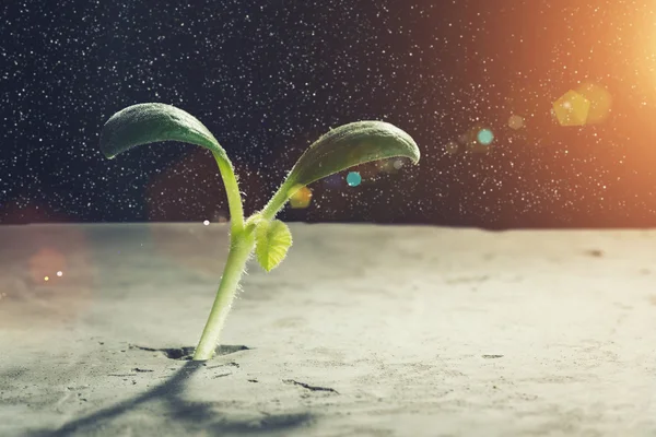 Gibt es Leben auf dem Mond. Gemischte Medien — Stockfoto