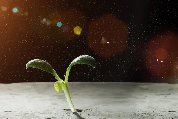 ¿Hay vida en la luna? Medios mixtos — Foto de Stock