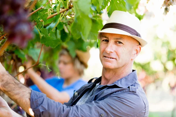 Homme dans la vigne — Photo