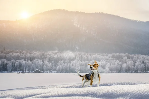 Dog runs over a meadow in the snow in winter — Stock Photo, Image