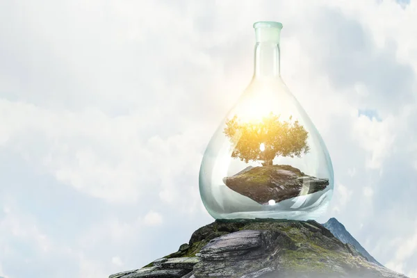 Tree growing inside clear glass bottle — Stock Photo, Image