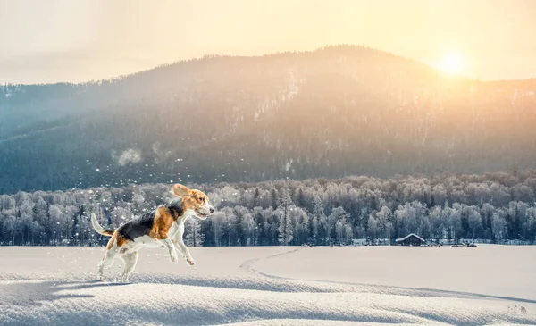 Собака бежит по лугу в снегу зимой — стоковое фото