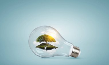 Ampulün içinde büyüyen ağaç