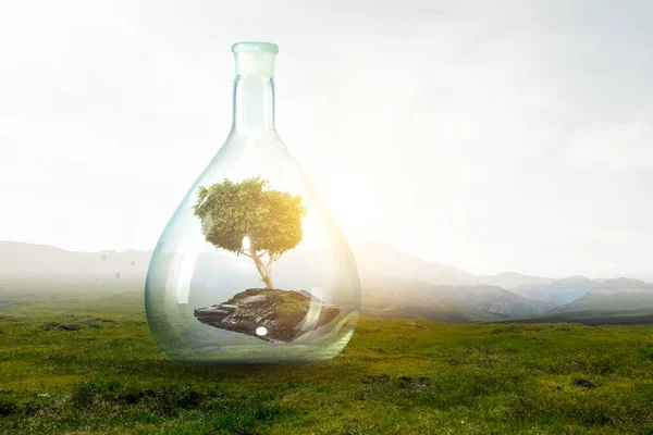 Árbol creciendo dentro de botella de vidrio transparente —  Fotos de Stock