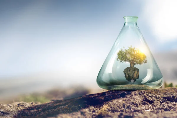 Árvore crescendo dentro de garrafa de vidro transparente — Fotografia de Stock