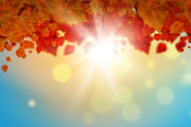 renkli yaprakları arka plan