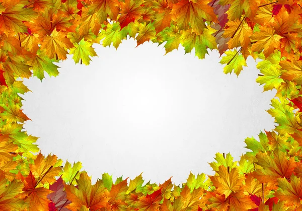 Colorful leaves background — Stock Photo, Image