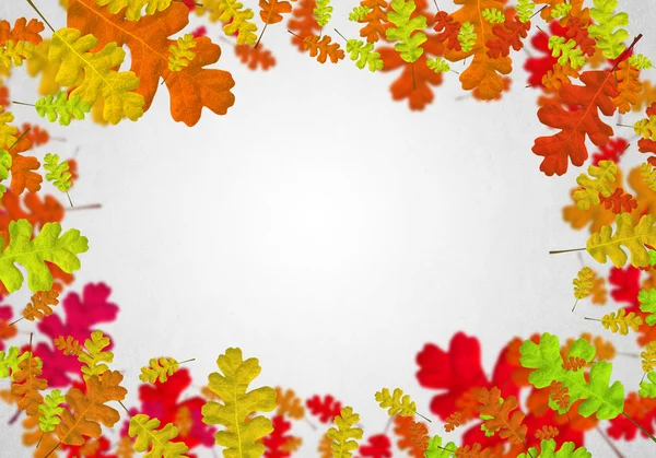 Colorful leaves background — Stock Photo, Image