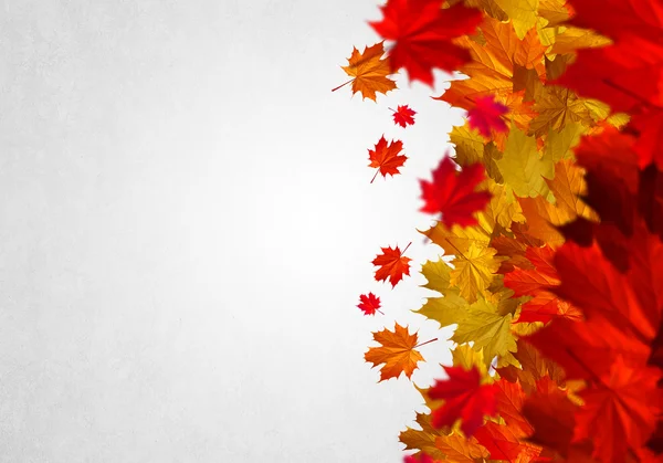 Colorful leaves background — Stock Photo, Image