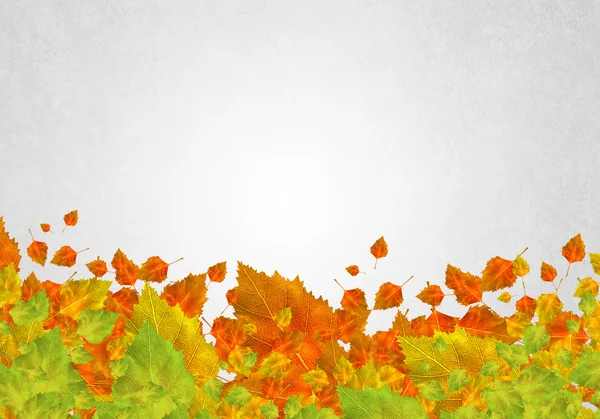 Colorful leaves background — Stock Photo, Image