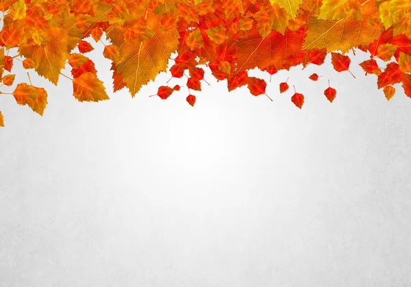 Colorful leaves background — Stock Photo, Image