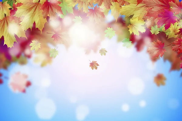 Färgglada löv bakgrund — Stockfoto