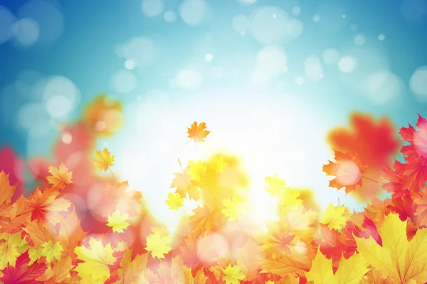 Colorful leaves background — Stock Photo, Image