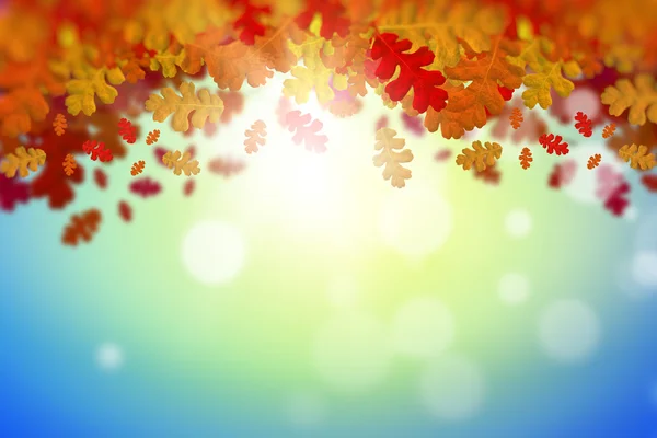 Bunte Blätter Hintergrund — Stockfoto