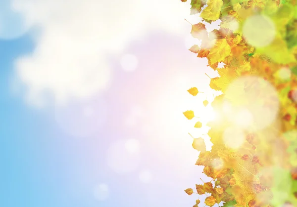 Colorful leaves background — Stock Photo, Image