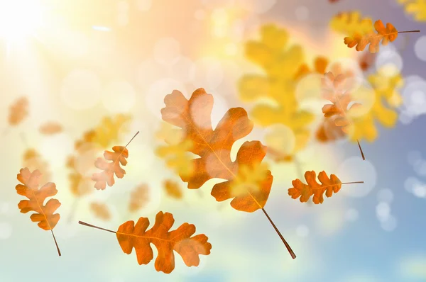 Autumn background — Stock Photo, Image