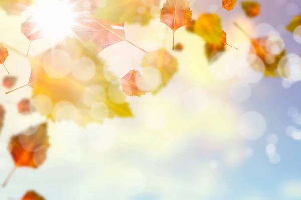 Autumn background — Stock Photo, Image