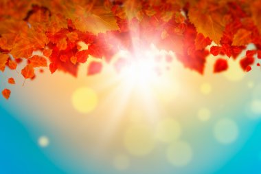 sonbahar yaprakları arka plan