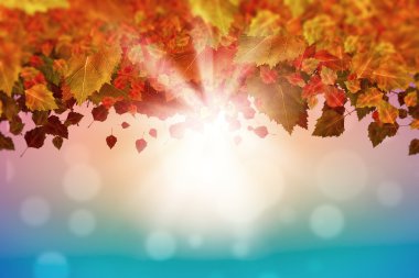 sonbahar yaprakları arka plan