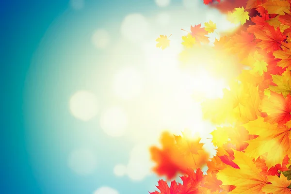 Autumn leaves background — Stock Photo, Image