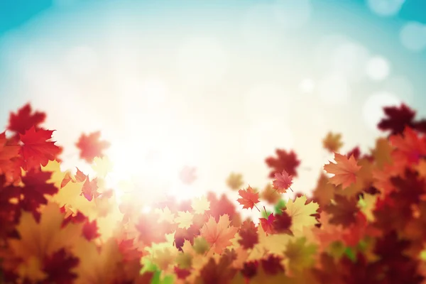 Autumn leaves background — Stock Photo, Image