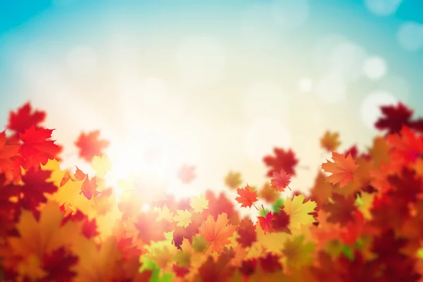 Autumn leaves background — Stock Photo, Image