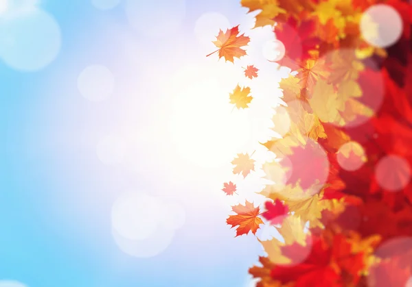 Autumn leaves background — Stock Photo, Image