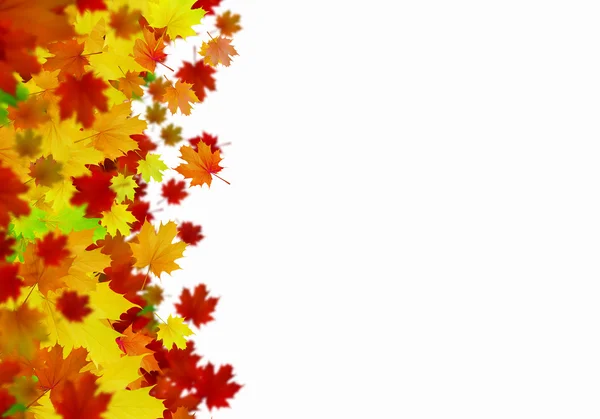 Autumn leaves background — Stock Photo, Image