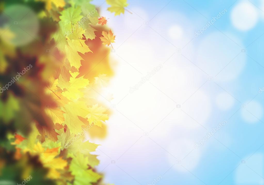 Autumn leaves background