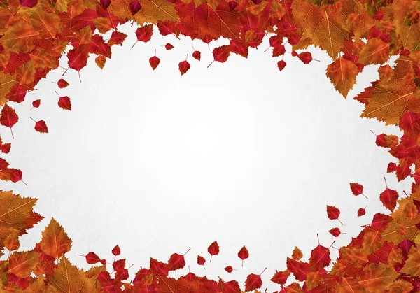 Autumn leaves background — Stock Photo, Image