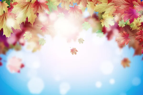 Autumn leaves background — Stock Photo, Image