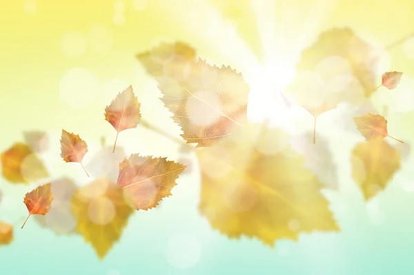 Autumn leaves background — Stock Photo, Image