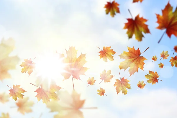 Autumn leaves background — Stock Photo, Image