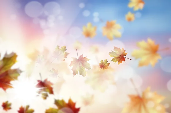 Autumn leaves background — Stock Photo, Image