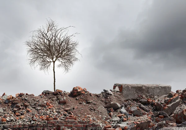 Сухе дерево на руїнах — стокове фото