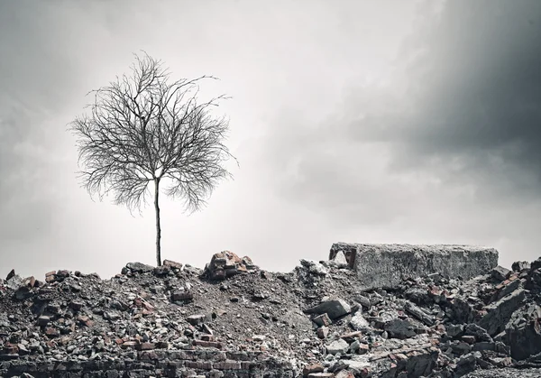 Сухое дерево на руинах — стоковое фото