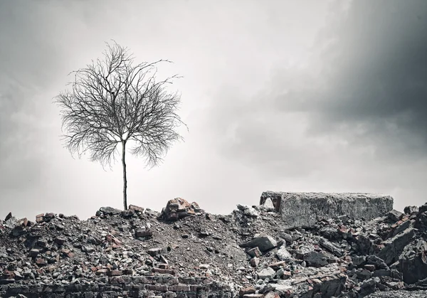 Árbol seco en ruinas — Foto de Stock