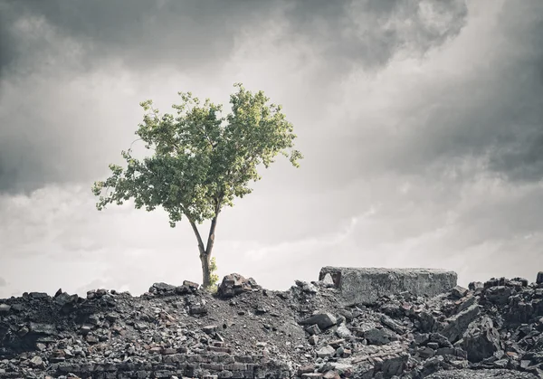 Green tree standing on ruins — Stock Photo, Image