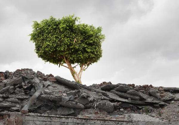 Зелене дерево стоїть на руїнах — стокове фото