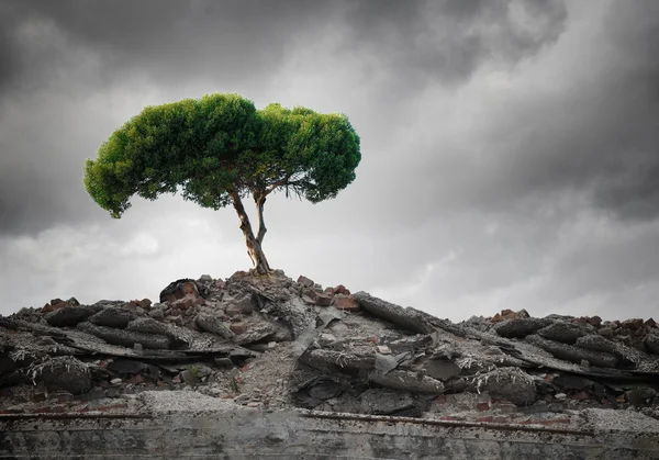 Green tree standing on ruins — Stock Photo, Image