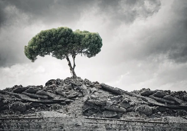 Green tree standing on ruins — Stock Photo, Image