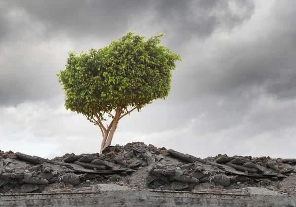 Grüner Baum steht auf Ruinen — Stockfoto