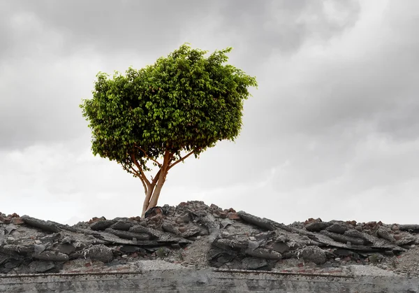 Зеленое дерево стоит на руинах — стоковое фото