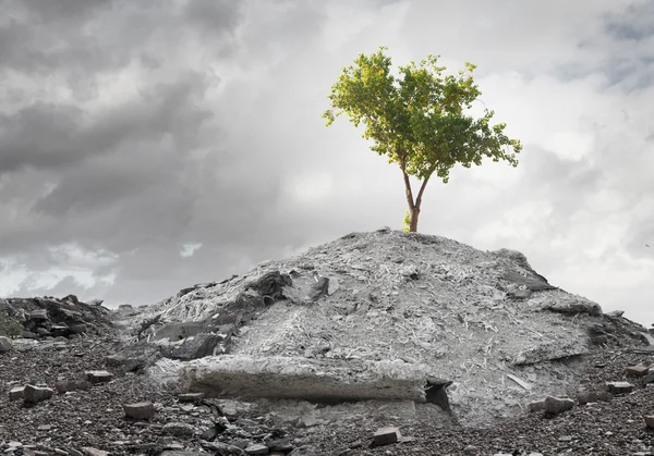 Green tree standing on ruins — Stock Photo, Image