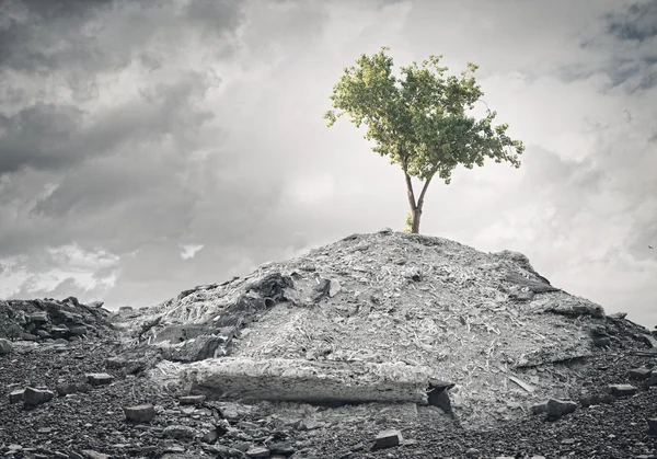 Green tree standing on ruins — Stock Photo, Image
