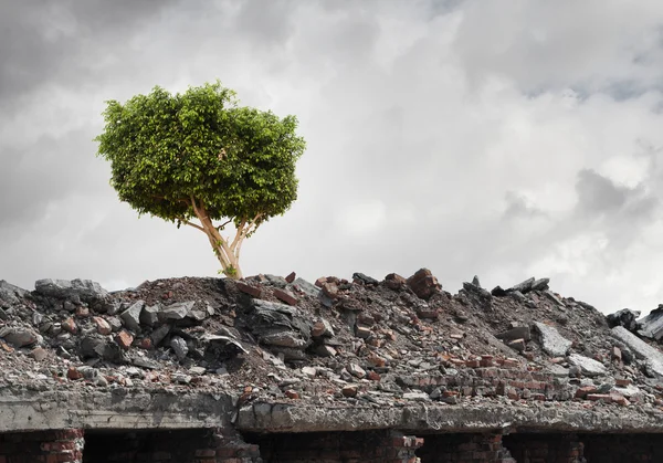 Groene boom — Stockfoto